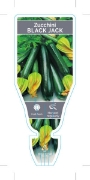 Picture of VEGETABLE ZUCCHINI BLACK JACK (Cucurbita pepo)                                                                                                        