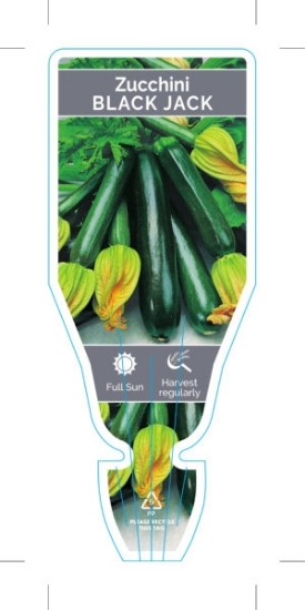 Picture of VEGETABLE ZUCCHINI BLACK JACK (Cucurbita pepo)                                                                                                        