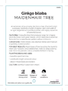 Picture of GINKGO BILOBA MAIDENHAIR TREE Jumbo Tag                                                                                                               