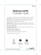 Picture of QUERCUS CERRIS TURKEY OAK                                                                                                                             