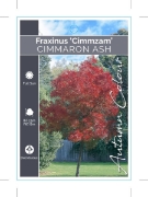 Picture of FRAXINUS PENNSYLVANICA CIMMZAM CIMMARON ASH                                                                                                           