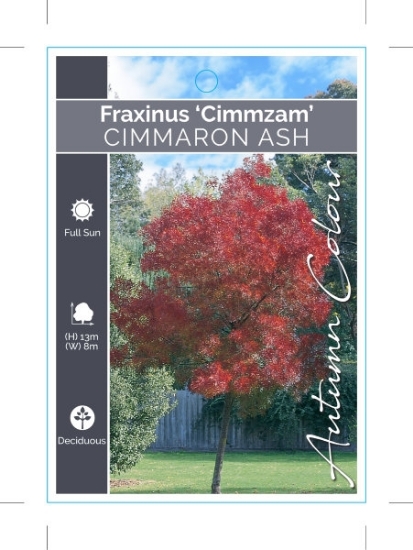 Picture of FRAXINUS PENNSYLVANICA CIMMZAM CIMMARON ASH                                                                                                           
