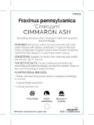 Picture of FRAXINUS PENNSYLVANICA CIMMZAM CIMMARON ASH                                                                                                           