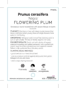 Picture of PRUNUS CERASIFERA NIGRA FLOWERING PLUM                                                                                                                