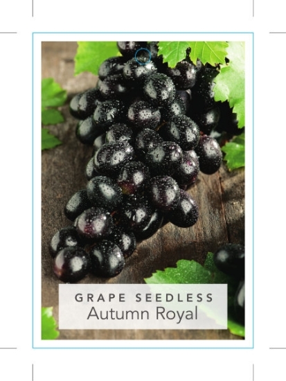 Picture of GRAPE AUTUMN ROYAL                                                                                                                                    