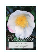 Picture of CAMELLIA NARUMIGATA                                                                                                                                   