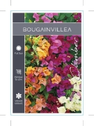 Picture of BOUGAINVILLEA - MIXED PICTURE (UNNAMED VARIETY)                                                                                                       