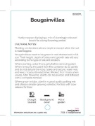 Picture of BOUGAINVILLEA - MIXED PICTURE (UNNAMED VARIETY)                                                                                                       