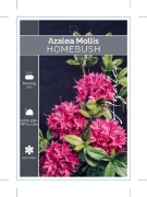 Picture of AZALEA MOLLIS HOMEBUSH                                                                                                                                