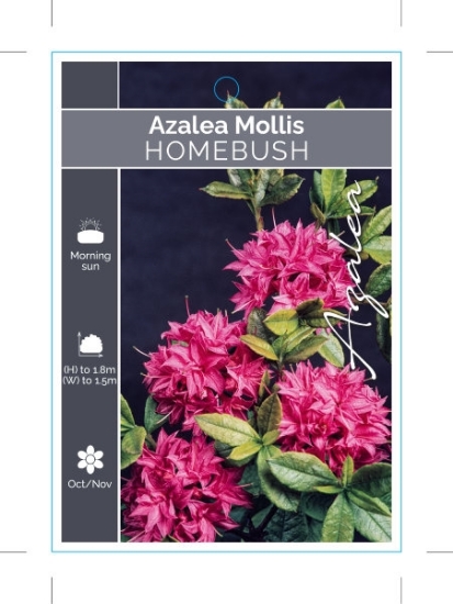 Picture of AZALEA MOLLIS HOMEBUSH                                                                                                                                