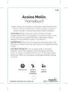 Picture of AZALEA MOLLIS HOMEBUSH                                                                                                                                