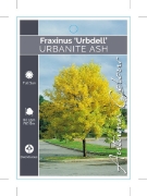 Picture of FRAXINUS PENNSYLVANICA URBDELL URBANITE ASH                                                                                                           