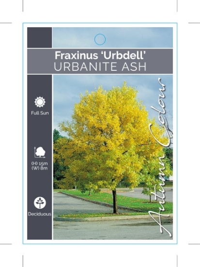 Picture of FRAXINUS PENNSYLVANICA URBDELL URBANITE ASH                                                                                                           