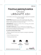 Picture of FRAXINUS PENNSYLVANICA URBDELL URBANITE ASH                                                                                                           