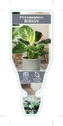 Picture of HOUSEPLANT PHILODENDRON BIRKIN                                                                                                                        