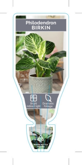 Picture of HOUSEPLANT PHILODENDRON BIRKIN                                                                                                                        