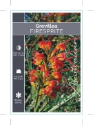 Picture of **GREVILLEA FIRESPRITE                                                                                                                                