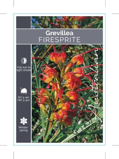 Picture of **GREVILLEA FIRESPRITE                                                                                                                                