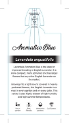 Picture of LAVENDER AROMATICO BLUE (Lavandula angustifolia)                                                                                                      