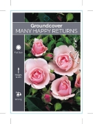 Picture of ROSE MANY HAPPY RETURNS (GROUNDCOVER)                                                                                                                 