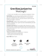 Picture of GREVILLEA JUNIPERINA MOLONGLO                                                                                                                         