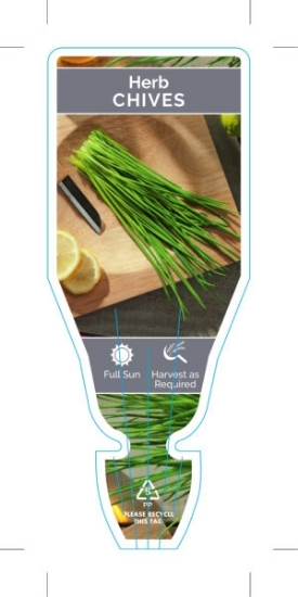 Picture of HERB CHIVES (Allium schoenoprasum)                                                                                                                    
