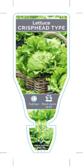 Picture of VEGETABLE LETTUCE CRISPHEAD TYPE (Lactuca sativa)                                                                                                     