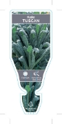 Picture of VEGETABLE KALE TUSCAN (Brassica oleracea)                                                                                                             