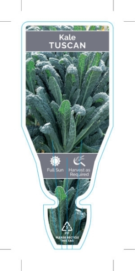 Picture of VEGETABLE KALE TUSCAN (Brassica oleracea)                                                                                                             