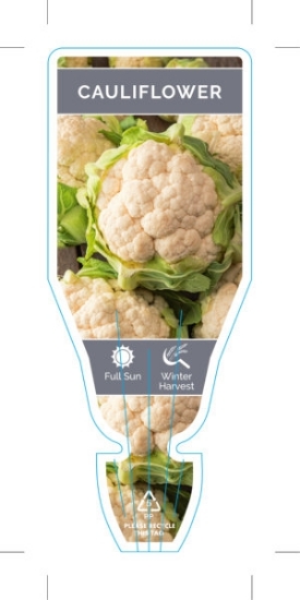 Picture of VEGETABLE CAULIFLOWER (Brassica botrytis)                                                                                                             