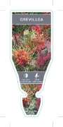 Picture of GREVILLEA (MIXED PICTURE)                                                                                                                             