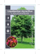 Picture of LIQUIDAMBAR STYRACIFLUA                                                                                                                               