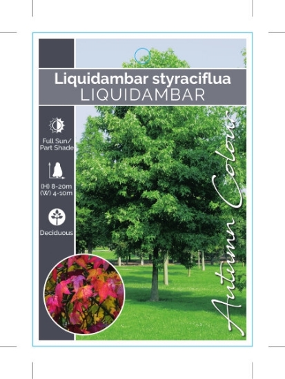 Picture of LIQUIDAMBAR STYRACIFLUA                                                                                                                               