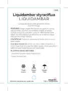 Picture of LIQUIDAMBAR STYRACIFLUA                                                                                                                               