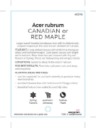 Picture of ACER RUBRUM CANADIAN OR RED MAPLE                                                                                                                     