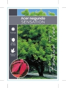 Picture of ACER NEGUNDO SENSATION                                                                                                                                