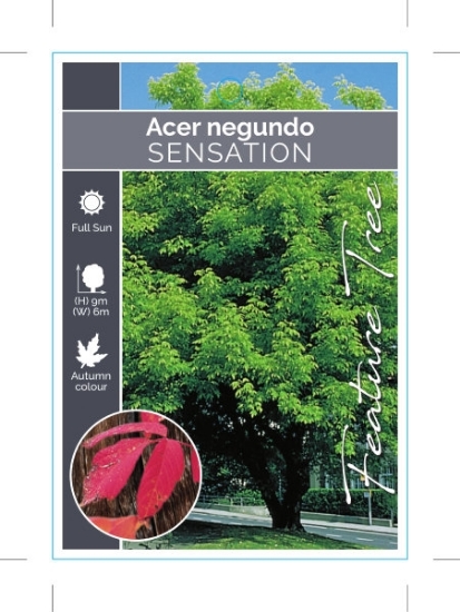 Picture of ACER NEGUNDO SENSATION                                                                                                                                