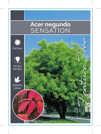 Picture of ACER NEGUNDO SENSATION Jumbo Tag                                                                                                                      