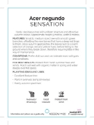 Picture of ACER NEGUNDO SENSATION Jumbo Tag                                                                                                                      