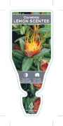 Picture of DARWINIA CITRIODORA LEMON SCENTED DARWINIA                                                                                                            