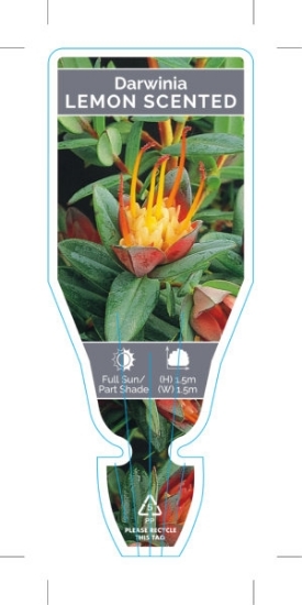 Picture of DARWINIA CITRIODORA LEMON SCENTED DARWINIA                                                                                                            