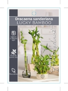 Picture of HOUSEPLANT DRACAENA SANDERIANA                                                                                                                        