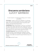 Picture of HOUSEPLANT DRACAENA SANDERIANA                                                                                                                        