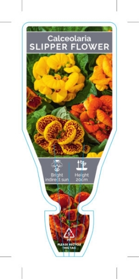 Picture of HOUSEPLANT CALCEOLARIA X HERBEOHYBRIDA SLIPPER FLOWER                                                                                                 