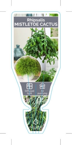 Picture of SUCCULENT RHIPSALIS - MIXED PICTURE (UNNAMED VARIETY)                                                                                                 