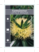 Picture of XANTHOSTEMON VERTICILLATUS LITTLE PENDA                                                                                                               