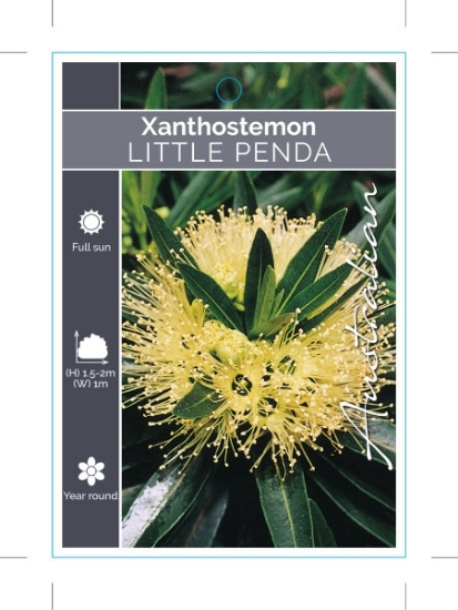 Picture of XANTHOSTEMON VERTICILLATUS LITTLE PENDA                                                                                                               