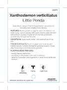 Picture of XANTHOSTEMON VERTICILLATUS LITTLE PENDA                                                                                                               
