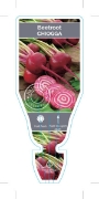 Picture of **VEGETABLE BEETROOT HEIRLOOM CHIOGGIA (Beta vulgaris)                                                                                                