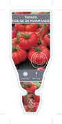 Picture of VEGETABLE TOMATO HEIRLOOM ROUGE DE MARMANDE (Lycopersicon esculentum)                                                                                 